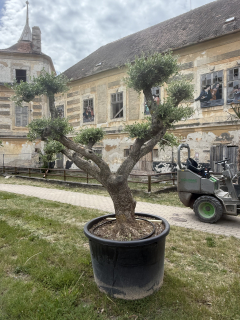 Olea Europaea - olivovník 230-250 cm s kvetináčom