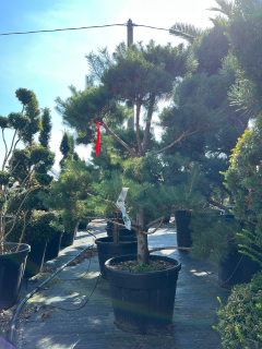 Borovica lesná bonsaj / Pinus Mugo Bonsai výška 200cm s kvetináčom 