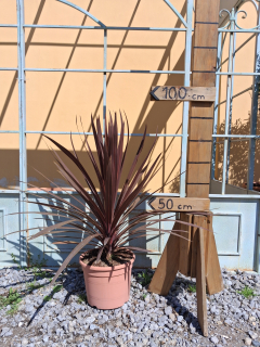 Cordyline Australis 'Red Star' výška 80-90 cm s kvetináčom