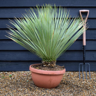 Yucca Rostrata v deco kvetináči, výška 80-100cm 1-22°C