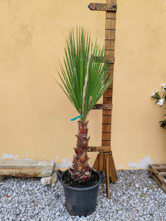 Washingtonia robusta 150-170cm (- 5°C)