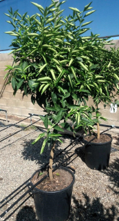 Mandarínka Clementínka s plodmi - Citrus Clementino - výška 140-160cm