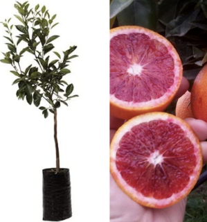 Pomarančovník krvavý - Citrus Arancio Sanquinello - výška 130/150cm