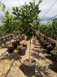 Pomarančovník - Citrus Arancio - výška 120/150cm