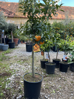 Mandarínka - Citrus Mandarino - výška 120/150cm