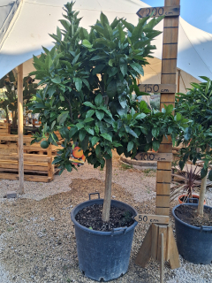Citrus Arancio 180-200 cm výška s kvetináčom