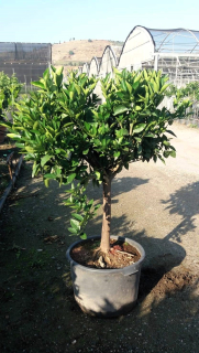 Citrus Arancio s plodmi- výška 150/160cm