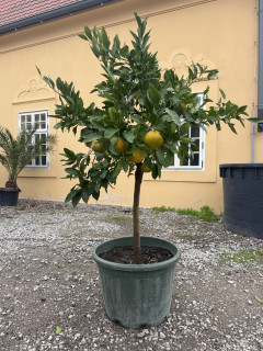 Mandarínka Clementínka - Citrus Clementino 150-160 cm výška s kvetináčom