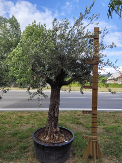 Olea Europaea - olivovník OL 8, celková výška 250-270 cm