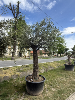 Olea Europaea - olivovník 270 -290cm