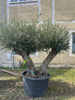 Olea Europaea - olivovník 240-250 cm