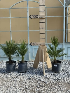 AKCIA 2+1 ZDARMA  - Chamaerops Humilis 40-50cm, -17°C