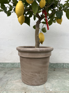 CILINDRO ALTO TOSCANO Pietraantiqua výška 29cm - terakotový kvetináč aj s podmiskou