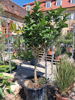 Citrus Budhova ruka - Mano di Budha 180-190cm