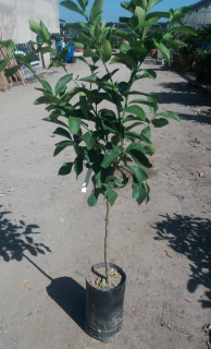Citrus limon 'Femminello Siracusano' (Sirakúzsky) výška 130/150cm
