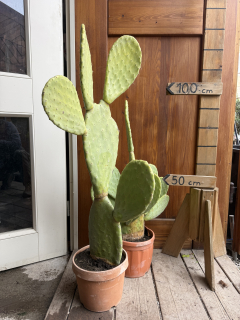 Predobjednávka - Opuncia Ficus Indica (výška 100-120cm vrátane kvetináča)