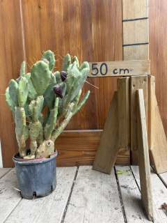 Akcia - Opuncia vulgaris - výška 50 - 70cm vrátane kvetináča