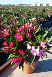 Predobjednávka - Nerium Oleander Multicolor - výška 60-80 CM s kvetináčom 