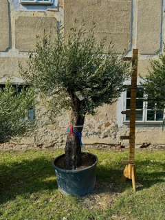 Olea Europaea - Olivovník výška s kvetináčom 270 - 280 cm