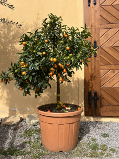 Kumquat 150cm aj s kvetináčom