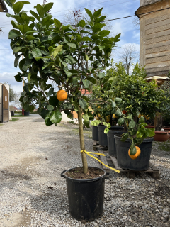 Pomarančovník - Arancio Washington, 150-160cm