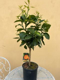 Pomarančovník - Citrus Arancio - výška 60/80cm s kvetináčom