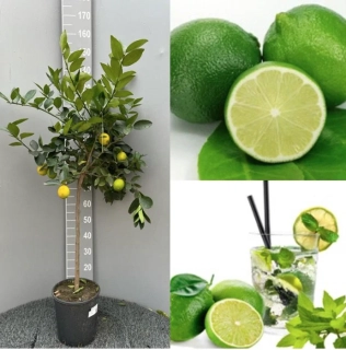 Limetka - Lime di Tahiti výška 120-140cm