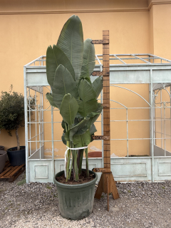 Strelícia augusta 250-260cm s kvetináčom