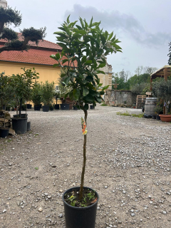 Pomarančovník - Citrus Arancio Navellina - pomaranč - výška 120/150cm