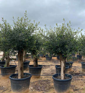 Olea Europea - olivovník 140-160cm s kvetináčom, hrubší kmeň 