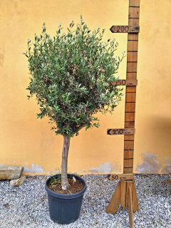 Olea Europaea - olivovník 190-210cm s kvetináčom