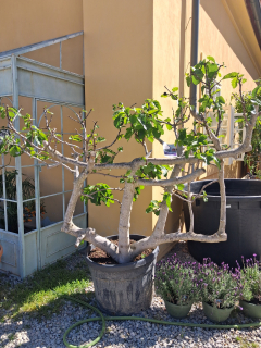 Figovník Ficus carica - 200cm -12°C