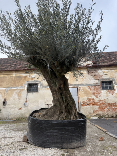 Olea Europaea - olivovník celková výška 210 - 240cm