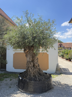 Olea Europaea - olivovník celková výška 280 - 310cm s kvetináčom