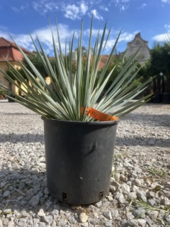 Yucca Rostrata, mrazuvzdorná do -22°C, výška 30-40cm s kvetináčom