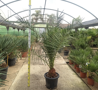 Phoenix canariensis - Ďatlovník kanársky 150-170cm