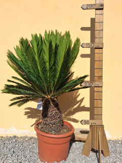 Cykas revoluta s kvetináčom 140-170cm, výška kmeňa 40-50cm