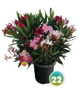 Nerium Oleander rôzne farby - výška 60-80 CM s kvetináčom 