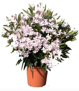 Nerium Oleander rôzne farby - výška 80-100 CM s kvetináčom 