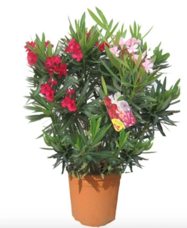 Nerium Oleander Multicolor - výška 80-100 CM s kvetináčom 