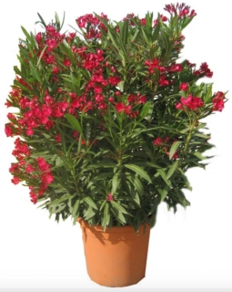 Nerium Oleander, rôzne farby - výška 100 - 120cm s kvetináčom 