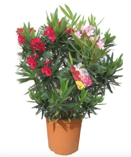 Nerium Oleander Multicolor - výška 100-120 CM s kvetináčom 