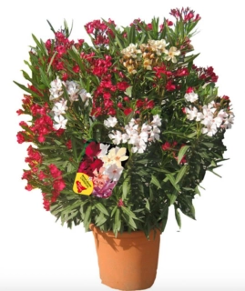 Nerium Oleander Multicolor - výška 130-150 CM s kvetináčom 