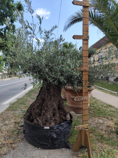 Olea Europea - olivovník 190-210 cm aj s koreňovým balom