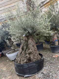 Olea Europea - olivovník 190-210 cm aj s koreňovým balom