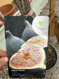 Figovník Ficus carica - odroda Brown Turkey- 150-170cm, -12°C