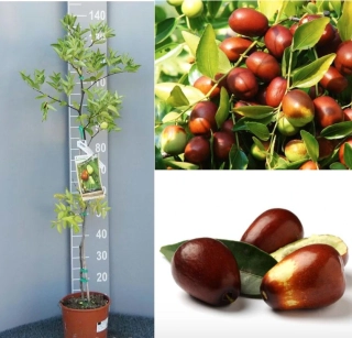 Zizipus Jujuba čínska - Čínska ďatľa - výška rastliny s kvetináčom 170cm