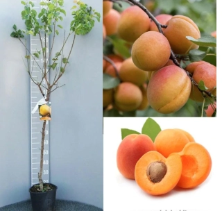 Marhuľa Pisana, výška rastliny s kvetináčom 140cm