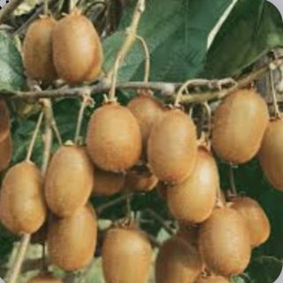 Kiwi Tomuri - samec, výška rastliny s kvetináčom 130cm