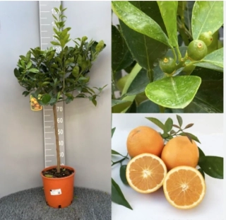 Citrus Arancio Navellina - pomaranč - výška 60-80cm